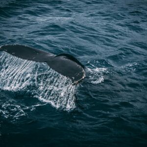 Stunning capture of a whale tail splashing in the deep blue ocean, showcasing marine beauty.