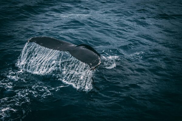 Stunning capture of a whale tail splashing in the deep blue ocean, showcasing marine beauty.