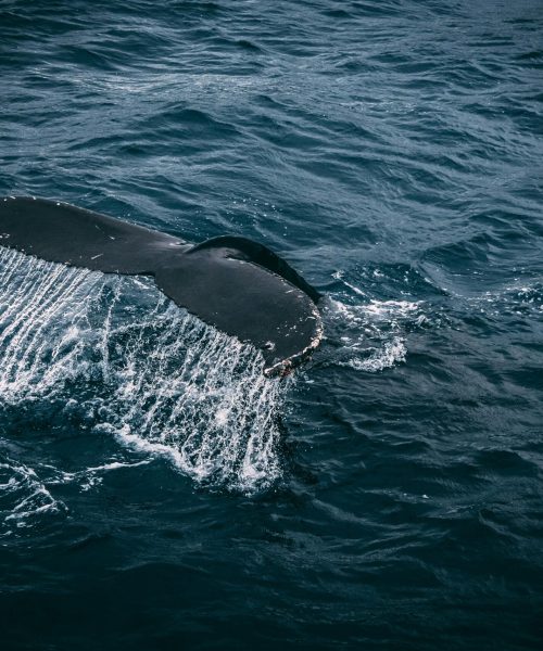 Stunning capture of a whale tail splashing in the deep blue ocean, showcasing marine beauty.